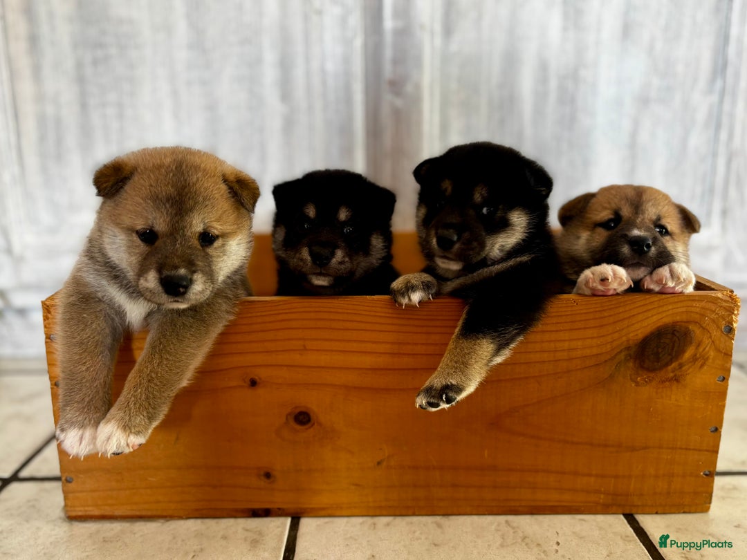 Shiba honden te koop: Shiba inu in Genk - Afbeelding 9