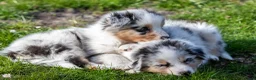 Australian Shepherd honden te koop: 🐾 Australian Shepherd pups - goed gesocialiseerd  - Advertentie 36