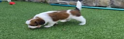Kooikerhondje honden te koop: 3prachtige 100% zuivere kooiker reutjes aangeboden - Advertentie 11