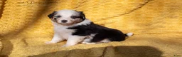 Australian Shepherd honden te koop: Raszuivere Australian shepherd pups te koop - Advertentie 6