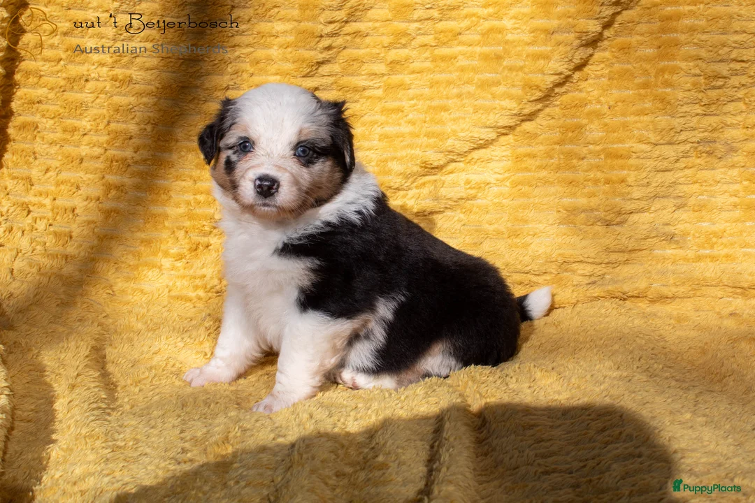 Australian Shepherd honden te koop: Raszuivere Australian shepherd pups te koop - Advertentie 6