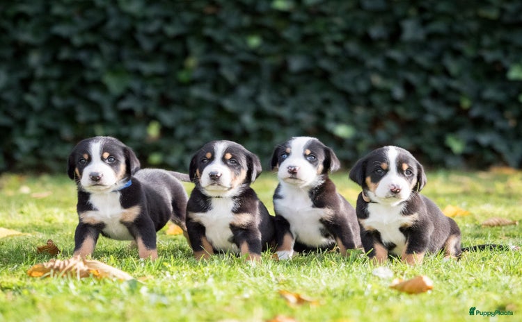 Grote Zwitserse Sennenhond honden - Advertentie 1