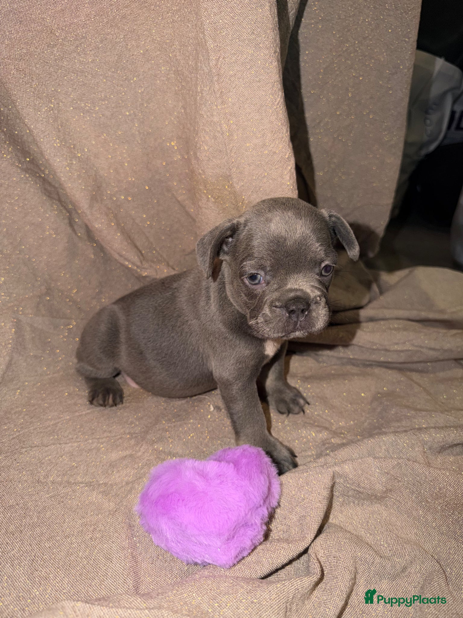 Franse Bulldog honden Franse Bulldog puppy’s 🩵🩷 - Advertentie 2