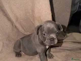Franse Bulldog honden Franse Bulldog puppy’s 🩵🩷 - Advertentie 2