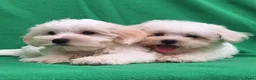 Maltezer honden te koop: Lieve Maltezer Pups 💕 - Advertentie 9