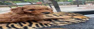 Australian Labradoodle Puppy 8