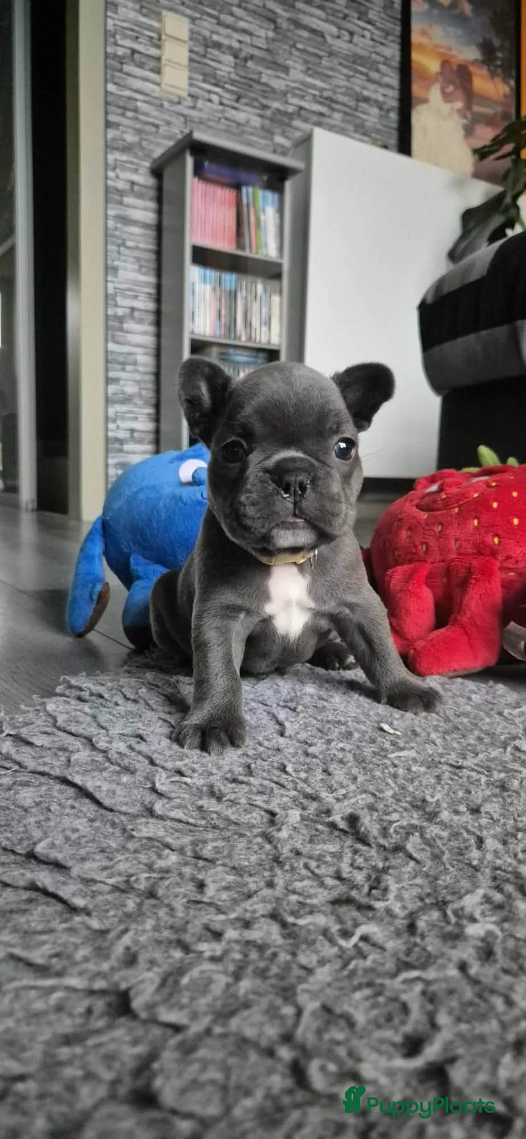 Franse Bulldog honden te koop:  Prachtige Blauwe Bulldog puppy’s thuisnestje - Advertentie 20