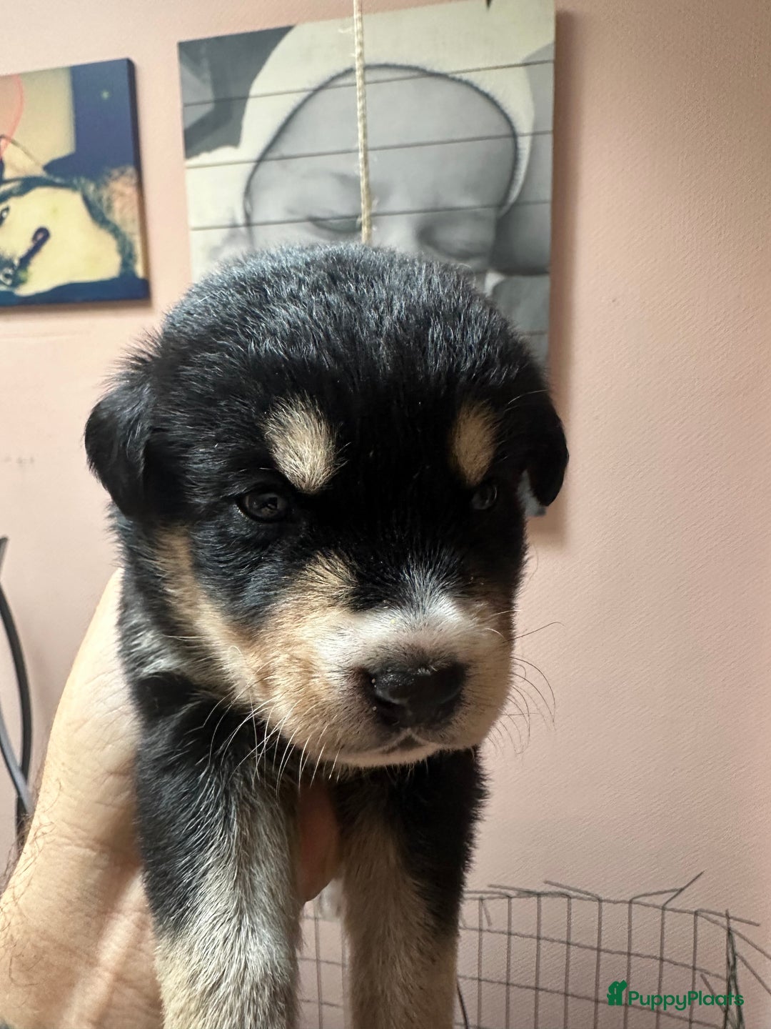 Kruising honden te koop: Super lieve bernsky puppy’s - Afbeelding 6