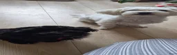Maltipoo honden te koop: Maltipoo teefje in Oosterhout - Advertentie 2