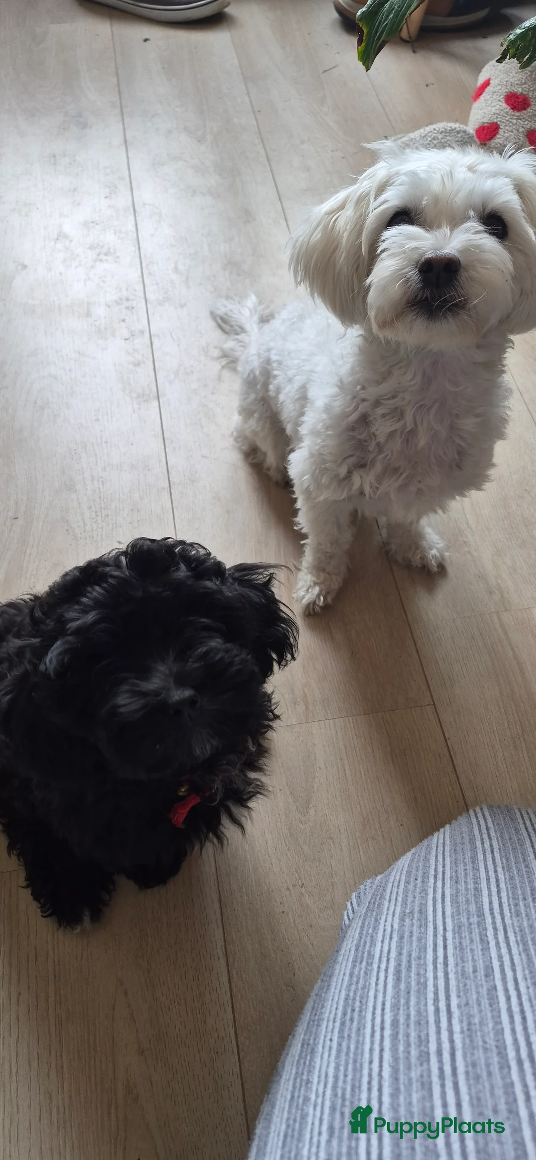Maltipoo honden te koop: Maltipoo teefje in Oosterhout - Advertentie 2