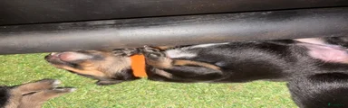 Kruising Puppy 5