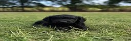Australian Labradoodle honden te koop: Australian labradoodle puppy’s  - Advertentie 15