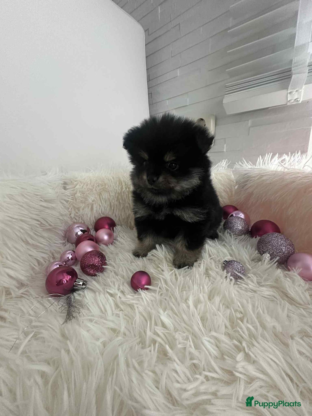 Pomeriaan honden te koop: mini pomeriaan - Advertentie 6