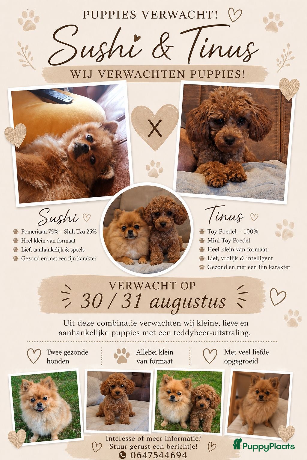 Kruising honden Pomapoos verwacht eind augustus - Advertentie 1