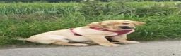 Labrador Retriever honden te koop: FCI PEDIGREE - LABRADOR RETRIEVER 5 MONTHS OLD - Advertentie 4