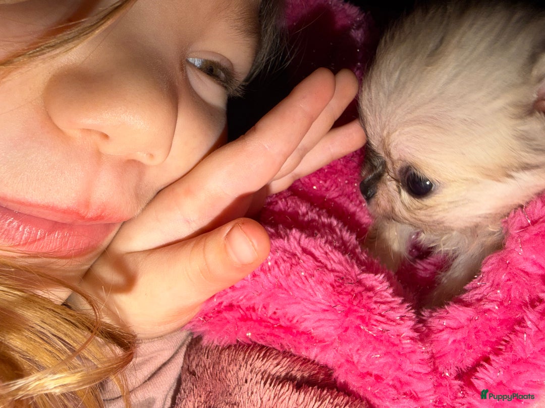 Pomchi honden te koop: Mooie pomchi - Advertentie 10