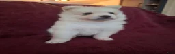 Pomsky honden te koop: 5 pomsky pups - Advertentie 19