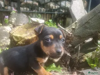 Jack Russel Terriër honden Jack Russell black en tan - Advertentie 14