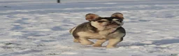 Franse Bulldog honden te koop: Franse Bulldog pups Lionheart Bloodline  - Advertentie 6