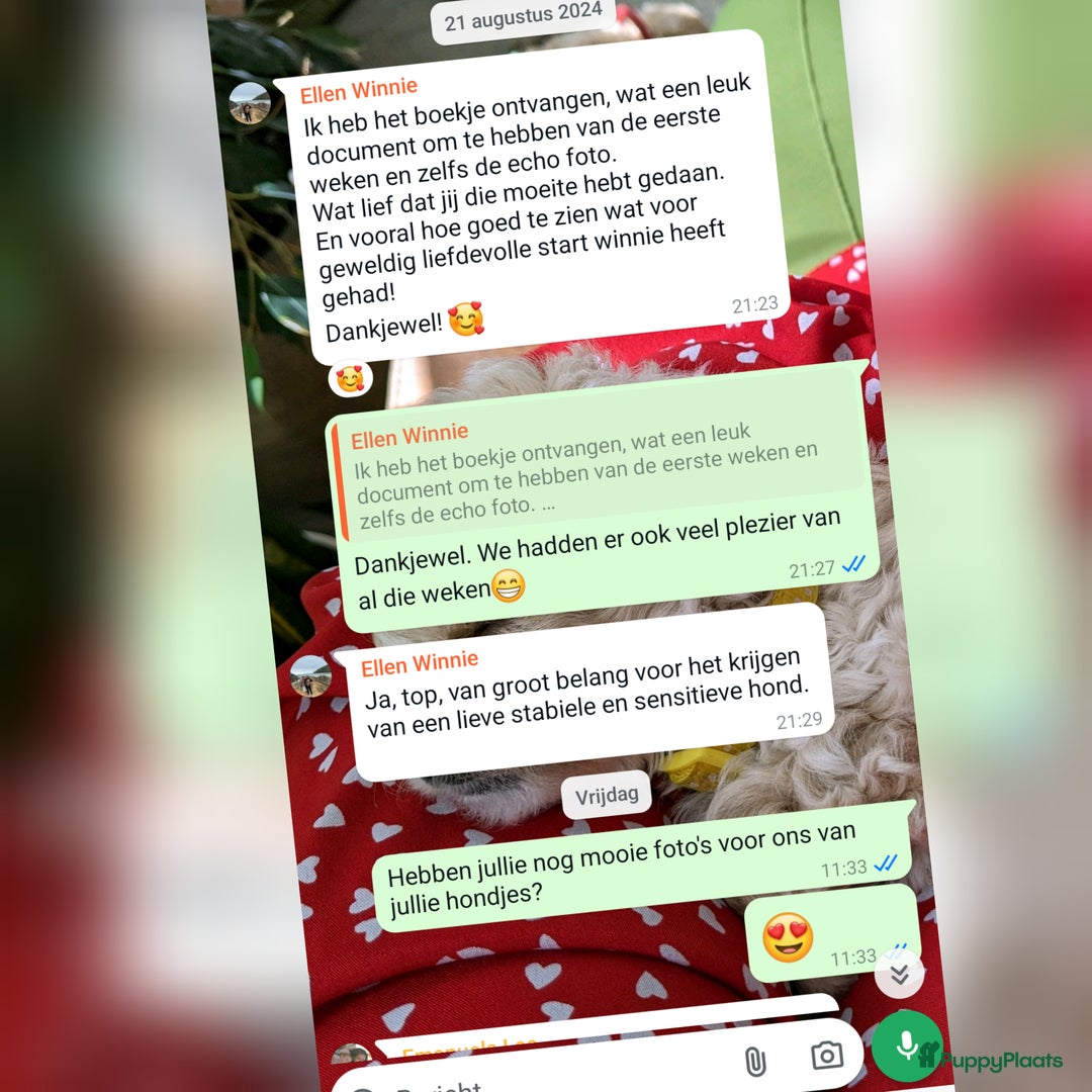 Maltipoo honden te koop: Maltipoo F1b worden rond kerst geboren 🥰 !  - Advertentie 32