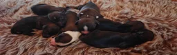 Tibetaanse Terriër honden te koop: Raszuivere Tibetaanse Terriër pups  - Advertentie 10