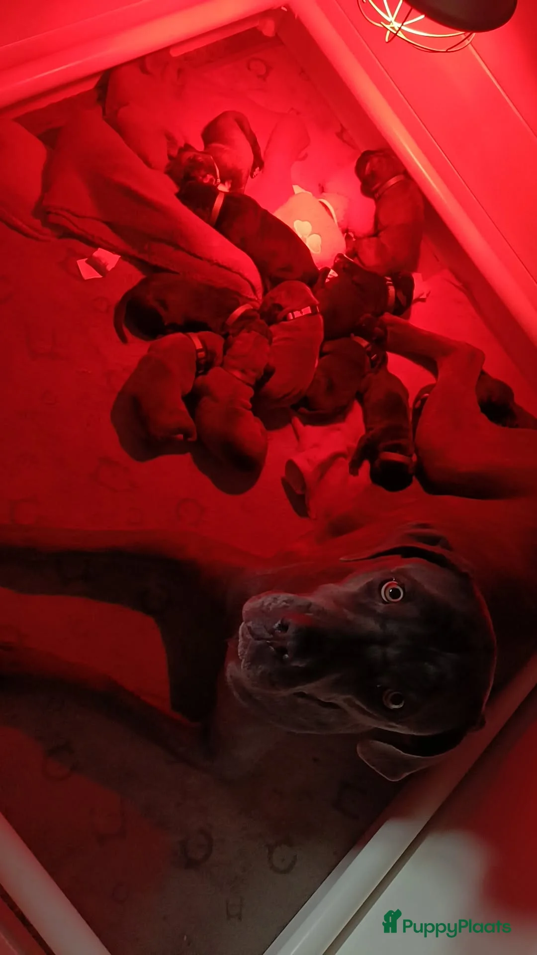 Cane Corso honden te koop: Cane Corso pups- nog enkele teefjes beschrikbaar - Advertentie 2