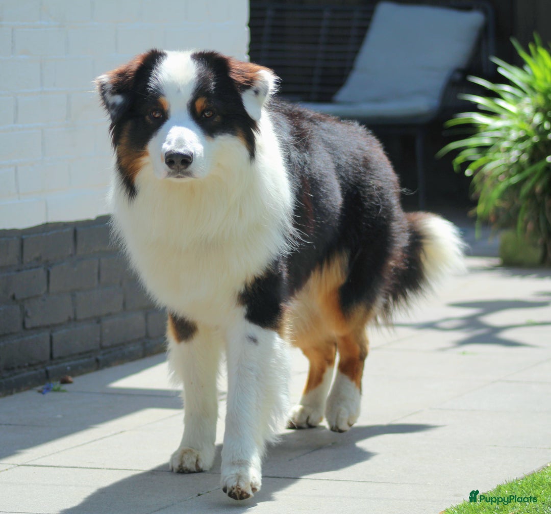 Australian Shepherd honden ter dekking: Raszuivere Australian Shepherd Black Tri Dekreu  in Ootmarsum - Afbeelding 4
