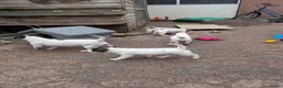 Jack Russel Terriër honden te koop: Nog 4 lieve Jack Russell pups met stamboom  - Advertentie 15