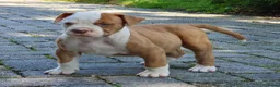 Amerikaanse Bulldog honden te koop: Mooie Amerikaanse Bulldog pups  - Advertentie 8