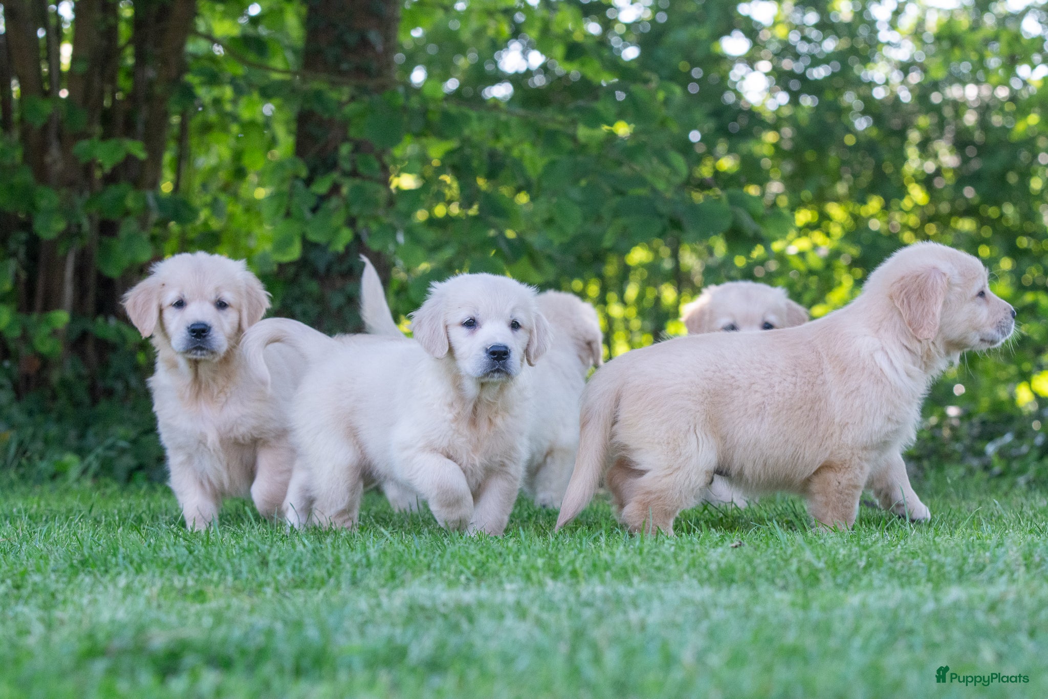 Golden Retriever honden prachtige golden retriever pups - Advertentie 1
