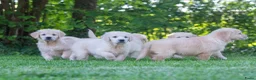 Golden Retriever honden te koop: prachtige golden retriever pups - Advertentie 1