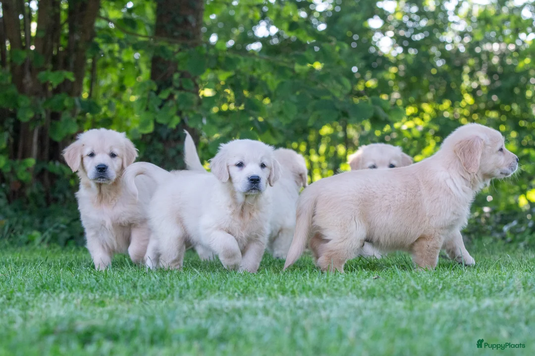 Golden Retriever honden te koop: prachtige golden retriever pups - Advertentie 1