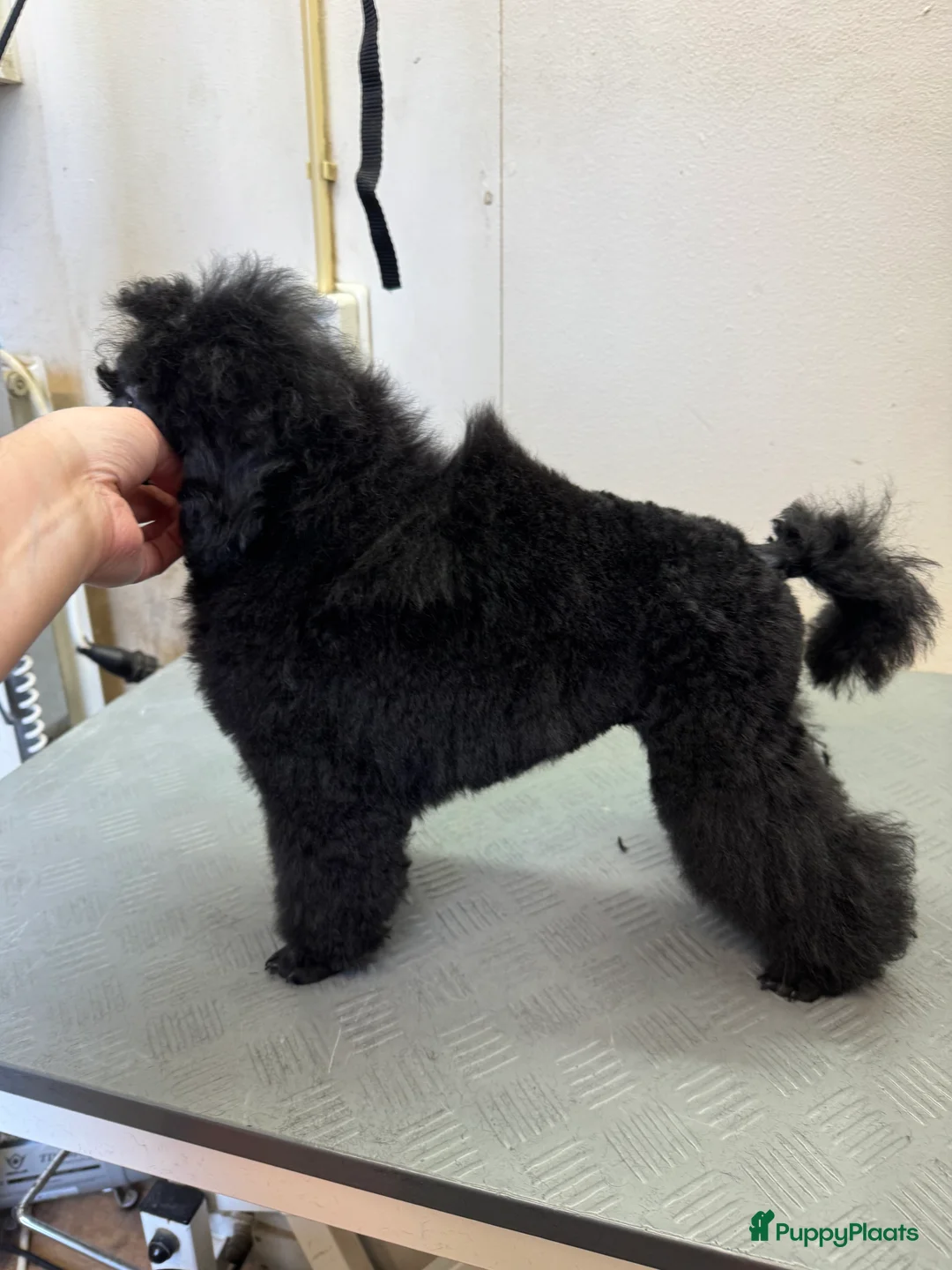 Dwergpoedel honden te koop: Dwerg Toy poedel pup - Advertentie 4