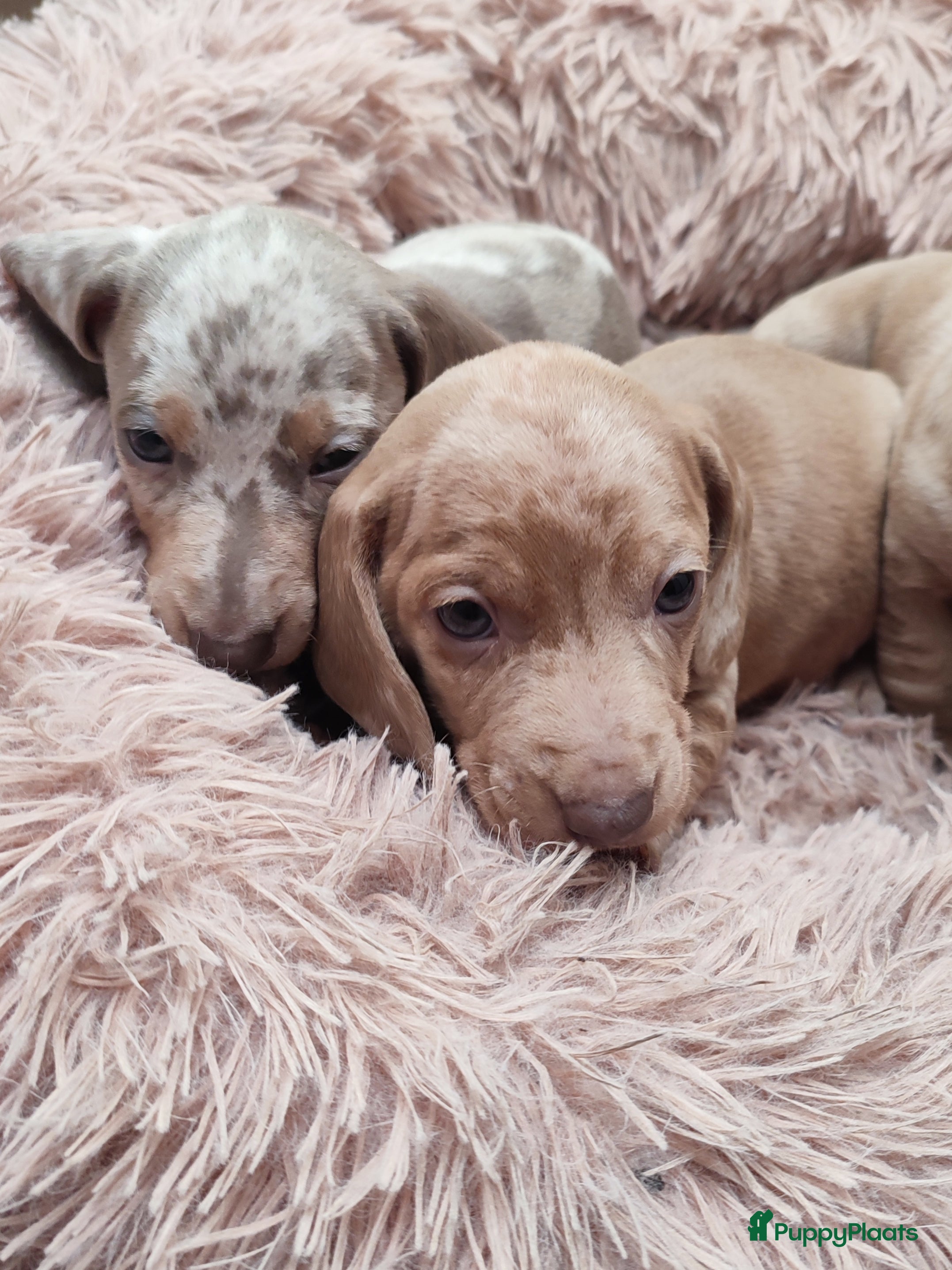 Teckel (korthaar)  honden Nog 1 uiterst knap merle dwergteckel Reutje  - Advertentie 2