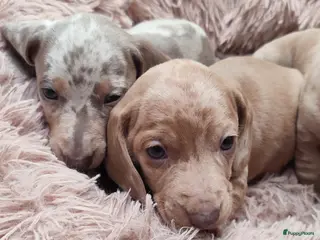 Teckel (korthaar) honden Nog 1 uiterst knap merle dwergteckel Reutje - Advertentie 2