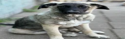 Anatolische Herdershond honden ter adoptie: Diesel - Advertentie 4