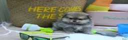 Pomeriaan honden te koop: Mooie pomeranian/ dwergkees pups met fci stamboom - Advertentie 5