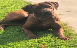 Rhodesian Ridgeback honden te koop: Rhodesian Ridgeback pups in Kootwijkerbroek - Afbeelding 10