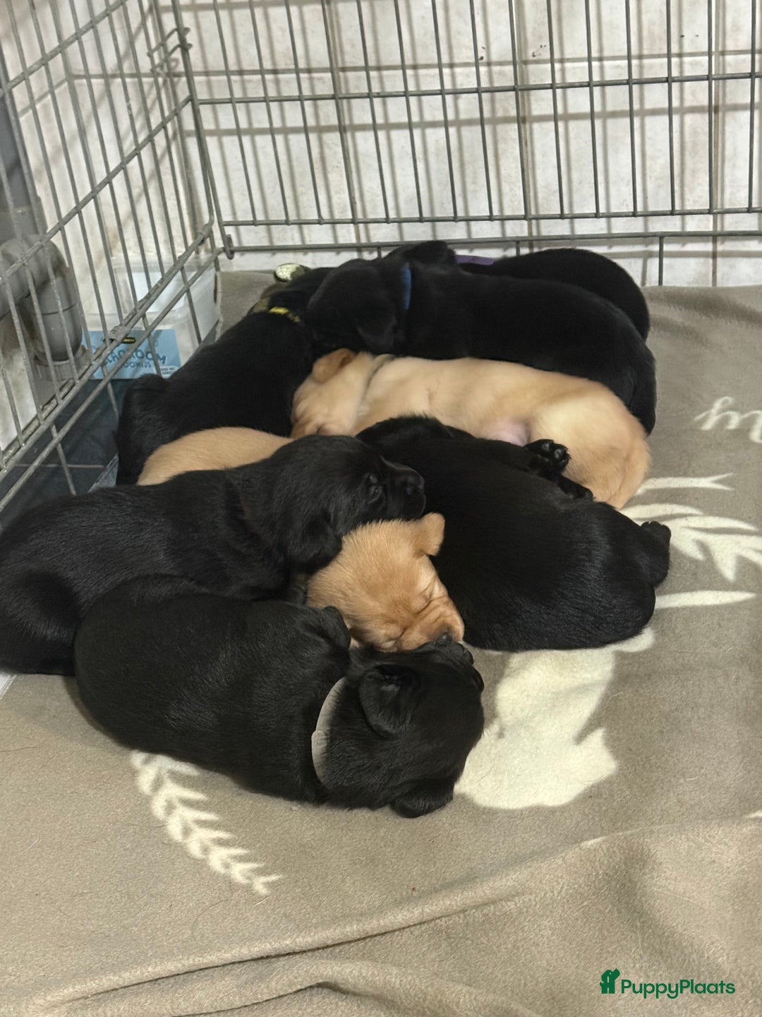 Labrador Retriever honden te koop: Labrador Retriever Pups - Advertentie 8