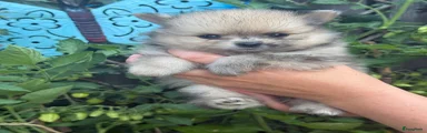 Pomeriaan 4