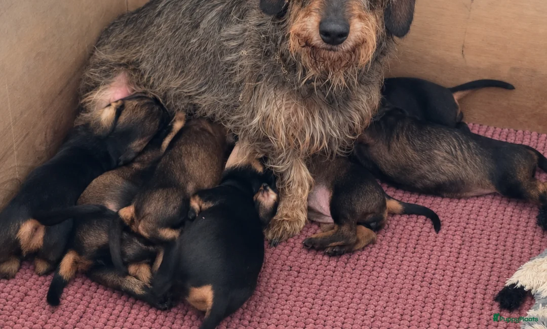 Ruwhaar Teckel honden te koop: Ruwharige dwergteckel pups belgië - Advertentie 1