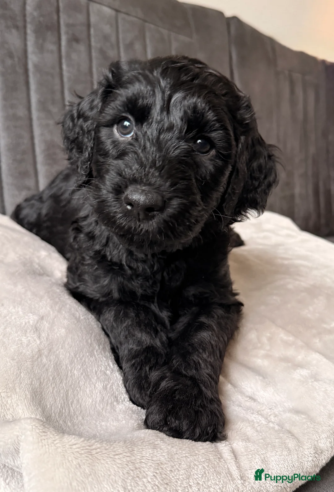 Kruising honden te koop: Nog 1 Zwarte Doubledoodle Goldendoodle/labradoodl  - Advertentie 3