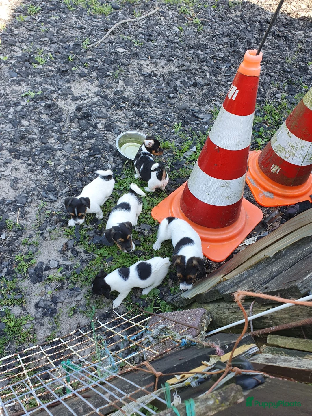Jack Russel Terriër honden te koop: Zuiver gefokte JACK RUSSELTJES ruw + Broken + glad - Advertentie 2