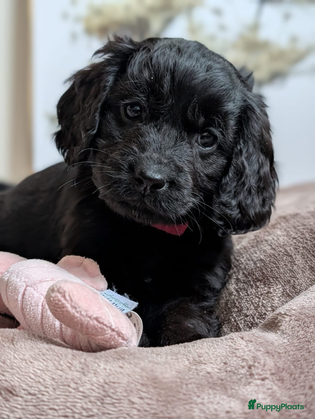 Kruising honden te koop: Kr Engelse cockerspaniel pups.Type Cockapoo - Advertentie 3