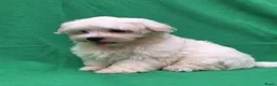 Maltezer honden te koop: Lieve Maltezer Pups 💕 - Advertentie 17
