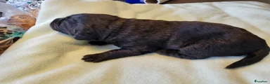 Labrador Retriever Puppy 2