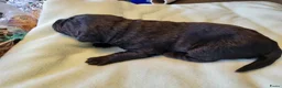 Labrador Retriever honden te koop: Mooi nest Labrador pups - Advertentie 9