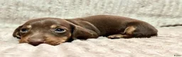 Teckel (korthaar)  honden te koop: Teckel puppy's - Advertentie 4
