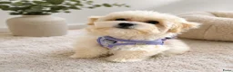 Maltipoo honden te koop: Mini maltipoo teefjes puber - Advertentie 7