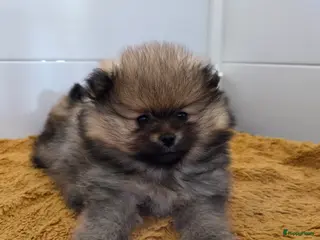 Pomeriaan honden Pomeriaan pups - Advertentie 2